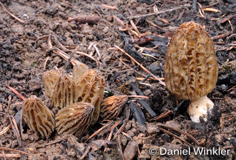 Fire Morels 2013 Mushroaming Daniel Winkler's pages Dedicated to
